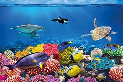 Compra de peces online en España