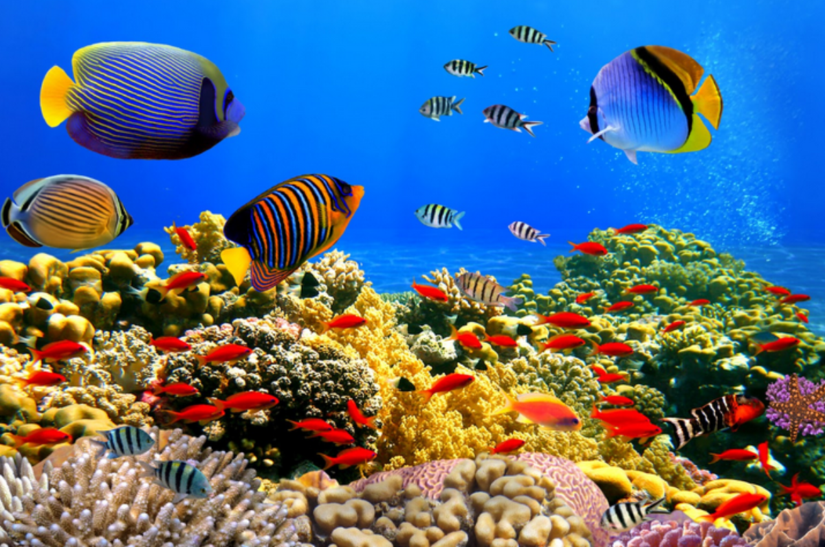 Colapso estanque taller Venta de peces de acuario online tropicales y agua dulce