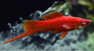 Xiphos rojo pez