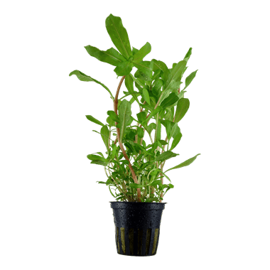 Planta de acuario Nesaea crassicaulis