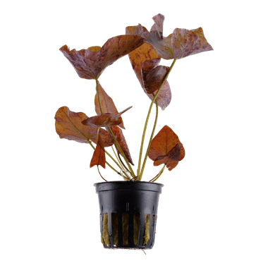 Planta de acuario Nymphaea lotus