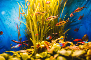 filtros según peces